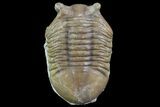 Asaphus Punctatus Trilobite - Russia #78540-1